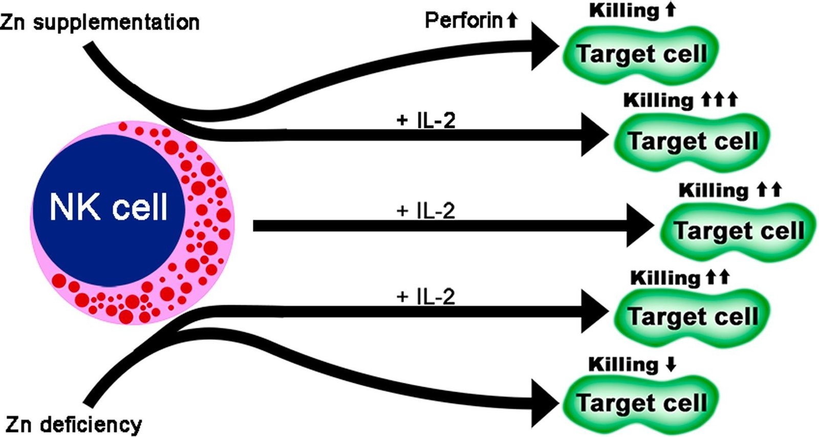 nk cells and zinc