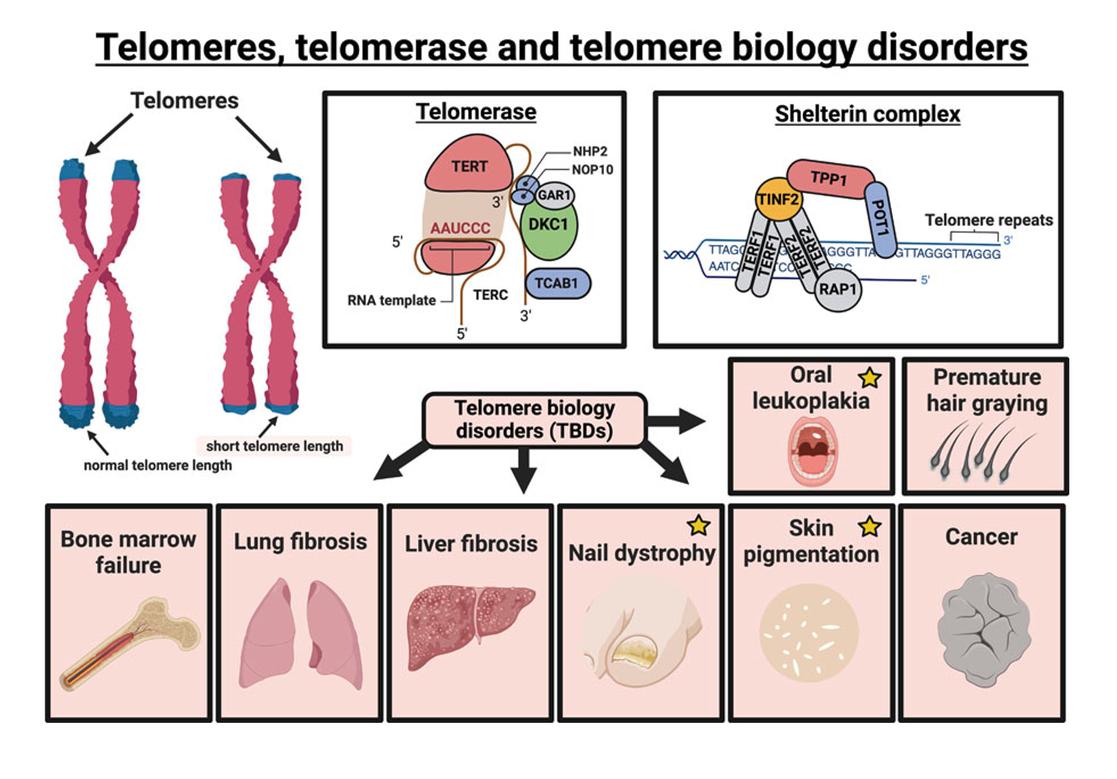 telomeres
